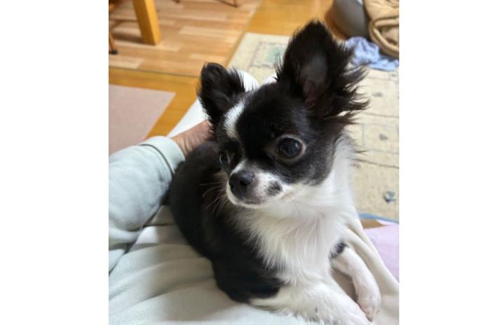 お迎えされたチワワ