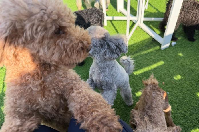 ドッグランに集まる里帰りのトイプーたち