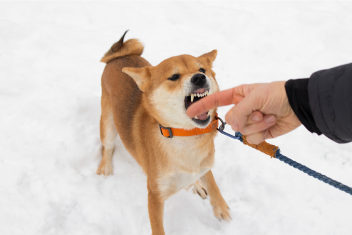 柴犬 柴犬