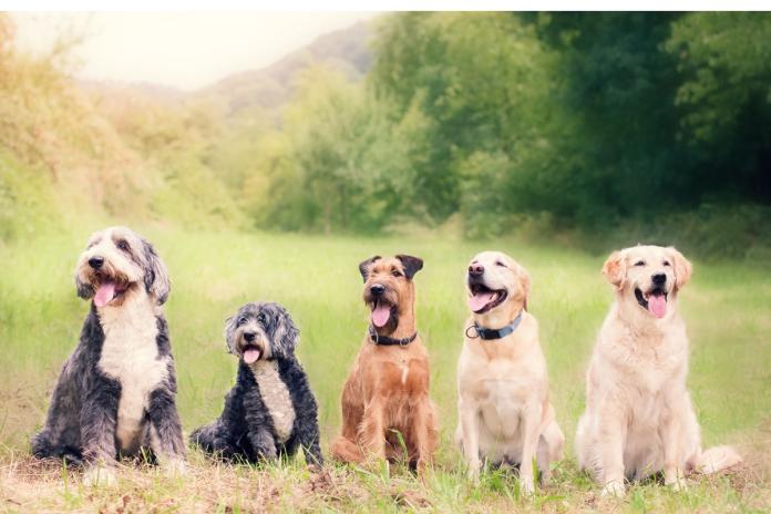 複数犬種