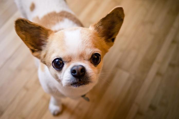 見上げるチワワ 見上げるチワワ