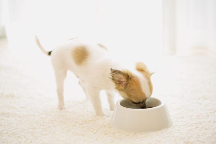 ご飯を食べるチワワ ご飯を食べるチワワ