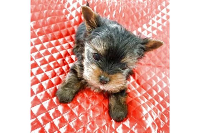 お迎え前のヨーキーの女の子