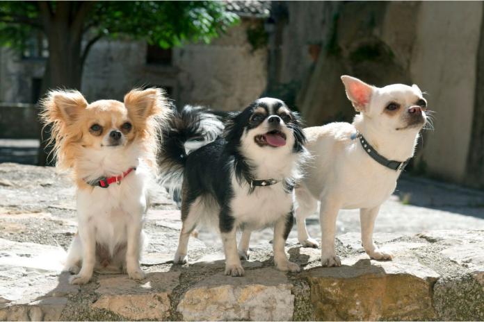 3頭のチワワ 3頭のチワワ