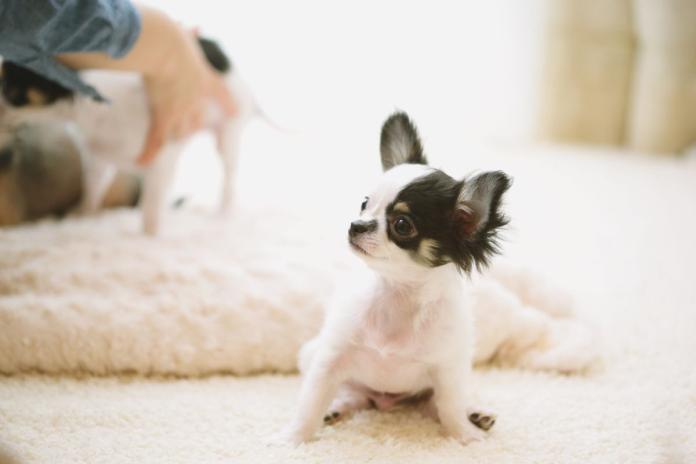 絨毯の上のチワワ 絨毯の上のチワワ