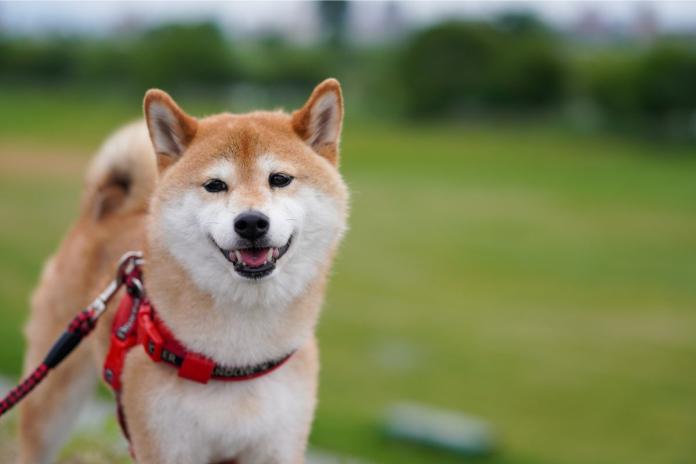 柴犬