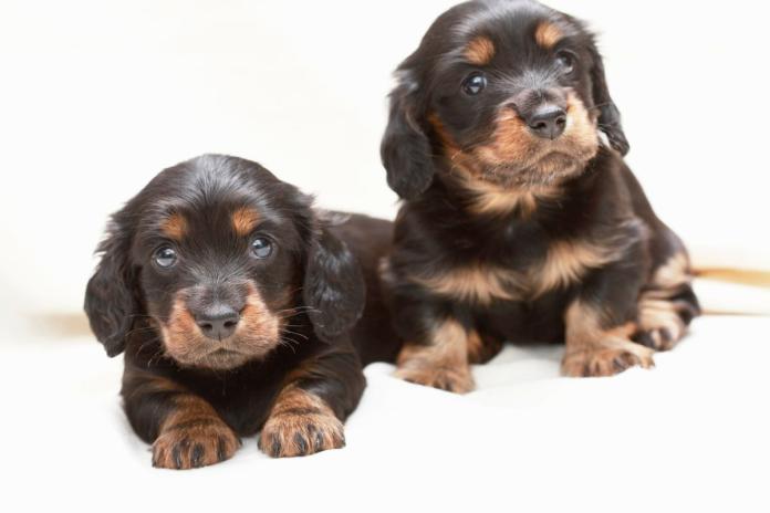 2頭のミニチュアダックスフンド