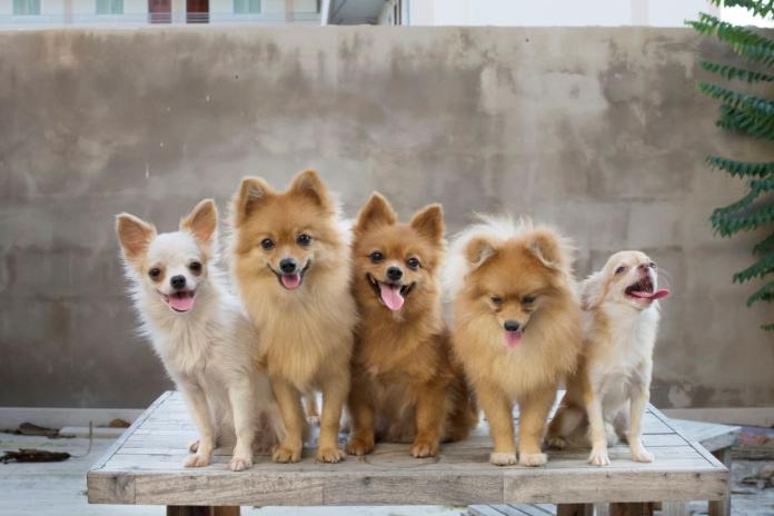小型犬1 5匹の小型犬