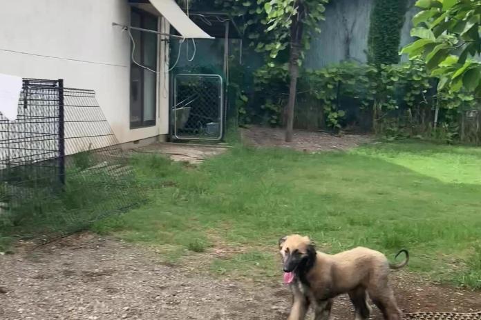 △「アフガンハウンドの子犬。すらりとした体つきに、この時期からもう犬種らしさがのぞきます」