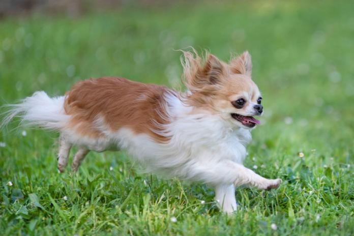 走るロングコートチワワ 走るロングコートチワワ