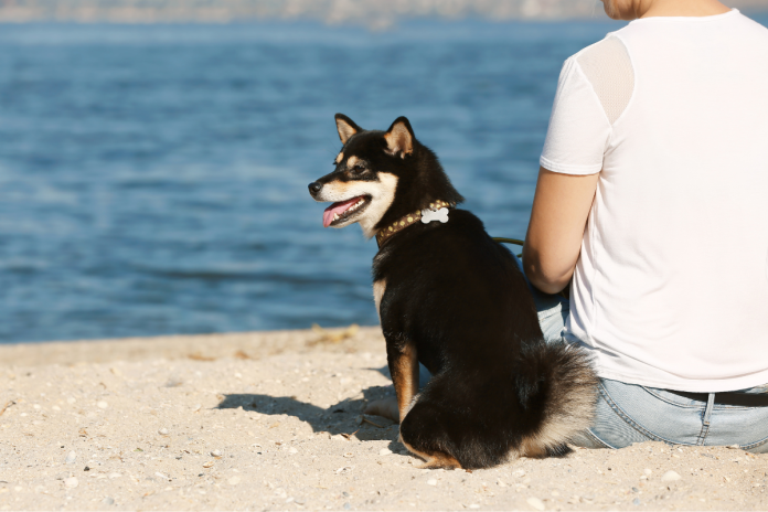 柴犬 柴犬
