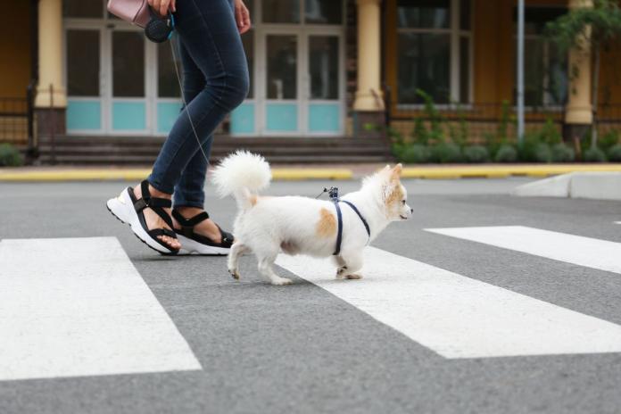 横断歩道を渡るチワワ 横断歩道を渡るチワワ