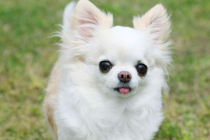 アップルヘッドのチワワ アップルヘッドのチワワ