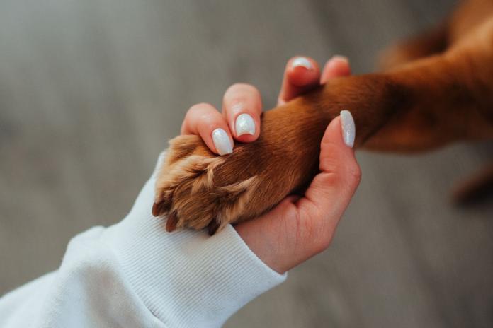 犬と女性の手 犬と女性の手