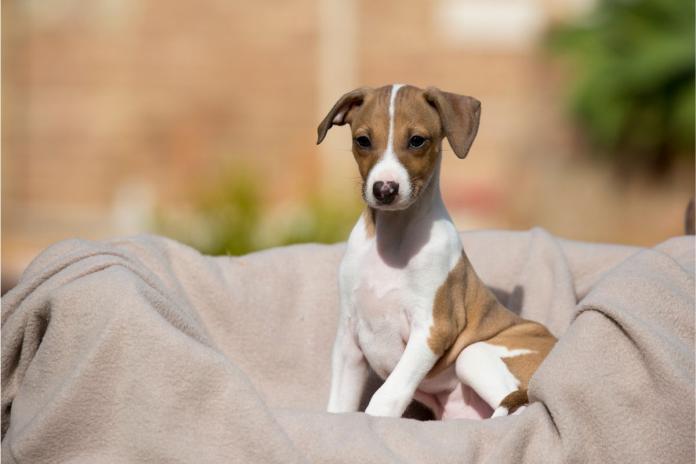 イタリアングレーハウンドの子犬 イタリアングレーハウンドの子犬