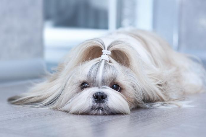 室内のシーズー 室内のシーズー