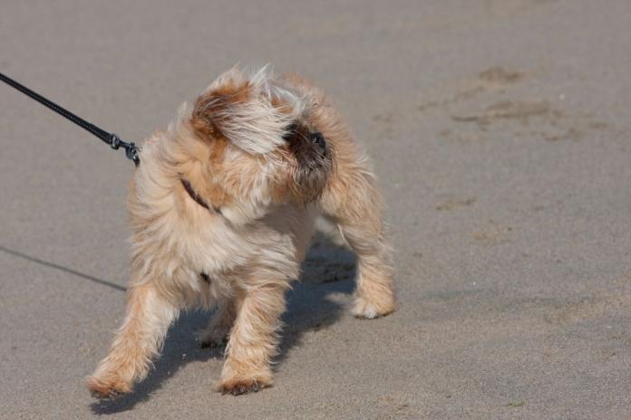 立ち止まる子犬 立ち止まる子犬