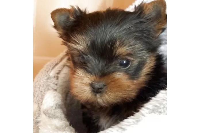 お迎えとなったヨーキーの女の子