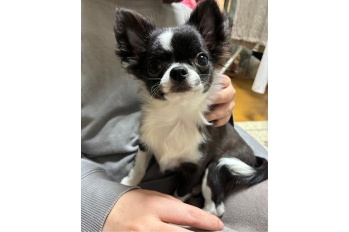 お迎え後すぐに馴染んだチワワちゃん