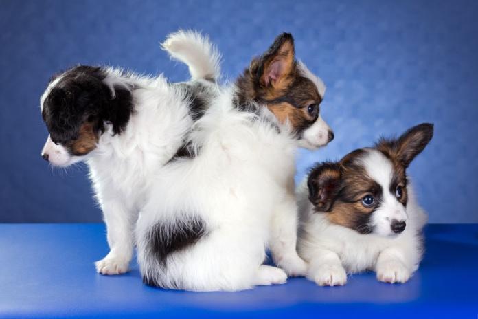 複数のパピヨン子犬 複数のパピヨン子犬