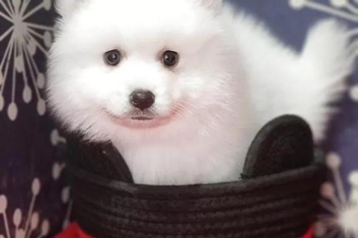 ふわふわとした愛らしさに心を惹かれたスピッツ
