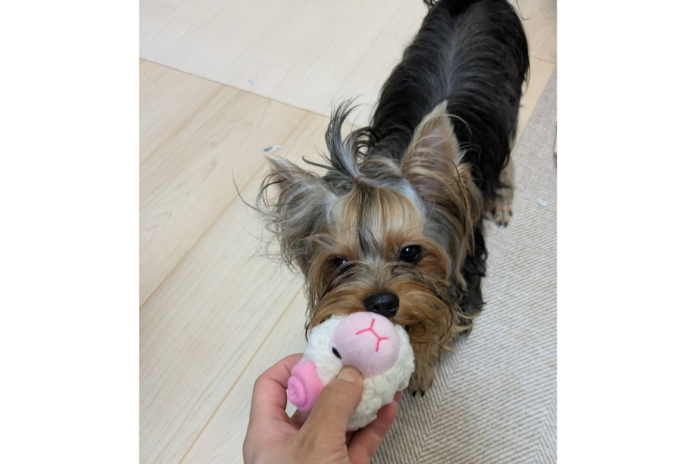 ヨークシャテリア ヨークシャテリア