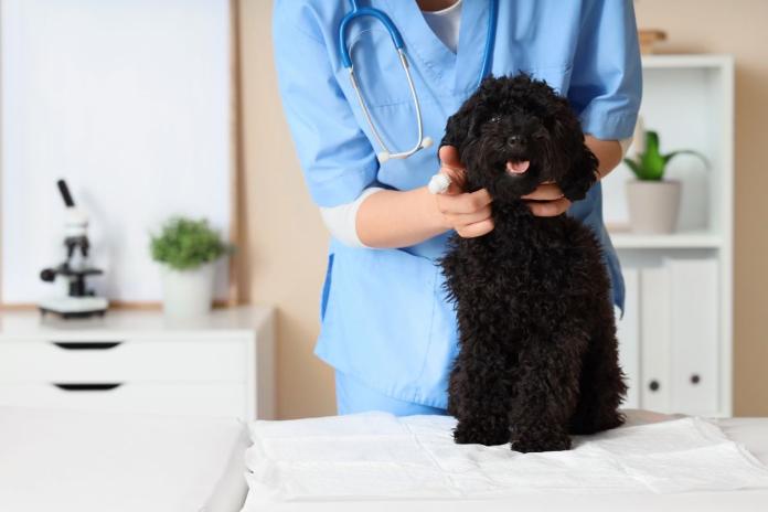 獣医とトイプードル 獣医とトイプードル