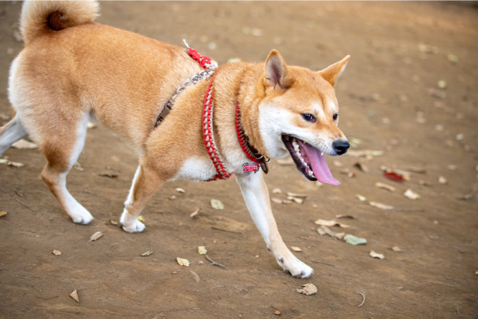 柴犬 柴犬