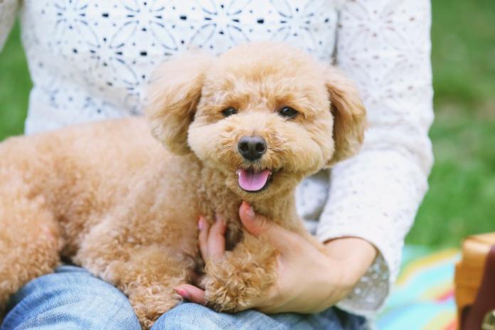 膝の上のトイプードル 膝の上のトイプードル