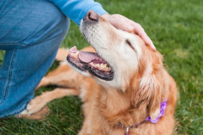 引退犬も大切に