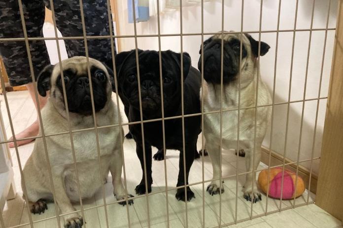 犬舎に訪れた私に興味深々のパグたち