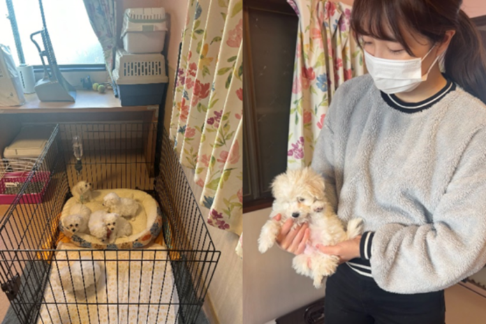 ビションフリーゼの子犬