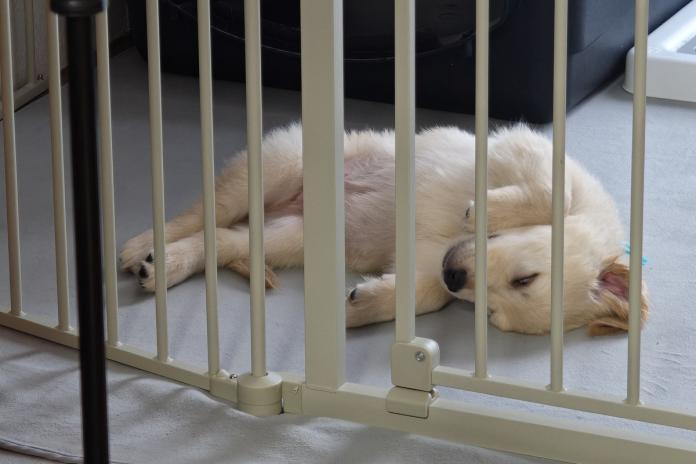 お迎えから数日、自宅でぐっすり眠る姿