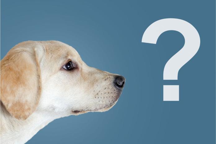 犬とクエスチョンマーク 犬とクエスチョンマーク