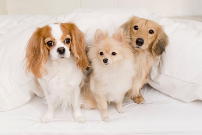 3頭の犬 3頭の犬