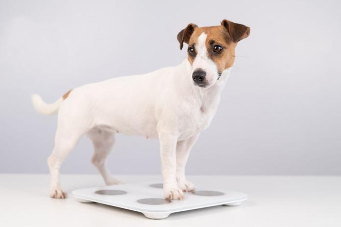 体重計に乗る犬