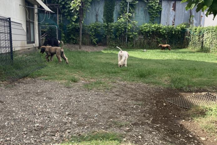 △「運動場を駆けてくる子犬。この環境で、犬にも人にもおおらかな子が育っていきます」