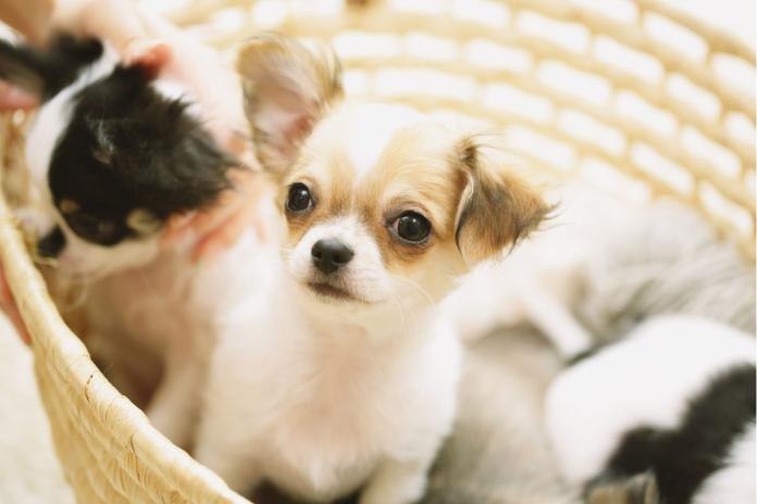 チワワの子犬 チワワの子犬