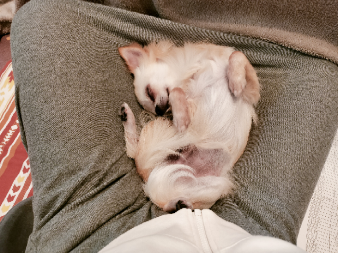 家でリラックスするこむ君 家でリラックスするこむ君