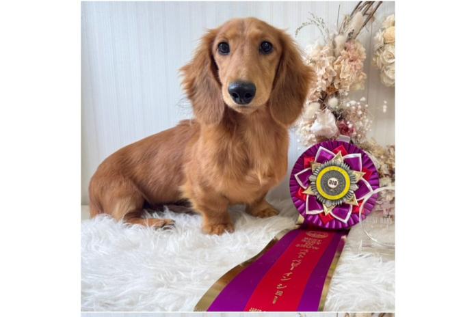 お迎え後にショーで受賞したミニチュアダックス