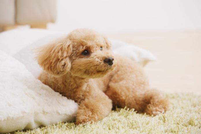 クッションとトイプードル クッションとトイプードル