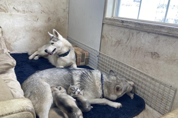 △母犬のそばで兄弟とともに過ごし、社会性を育んでいきます
