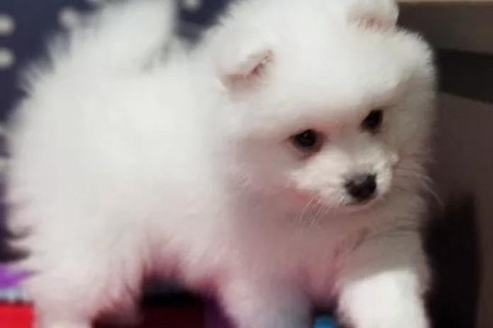 新しい家族となった子犬