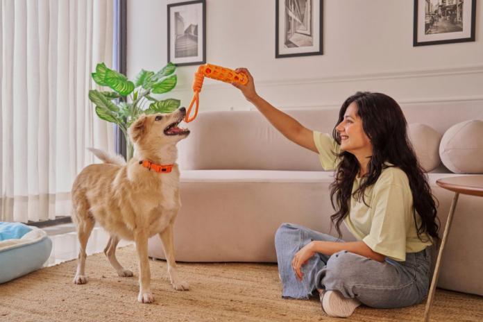 飼い主と遊ぶ犬 飼い主と遊ぶ犬