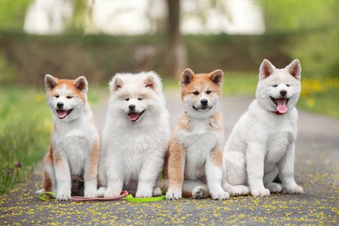 秋田犬の子犬