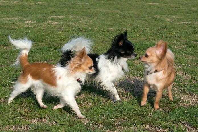 3頭のチワワ 3頭のチワワ