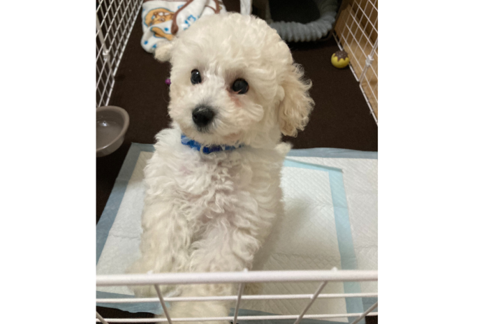 トイプードル
