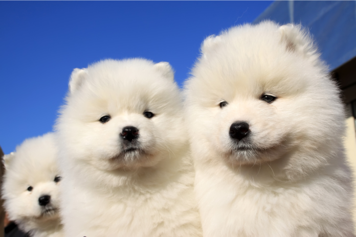 サモエド サモエド