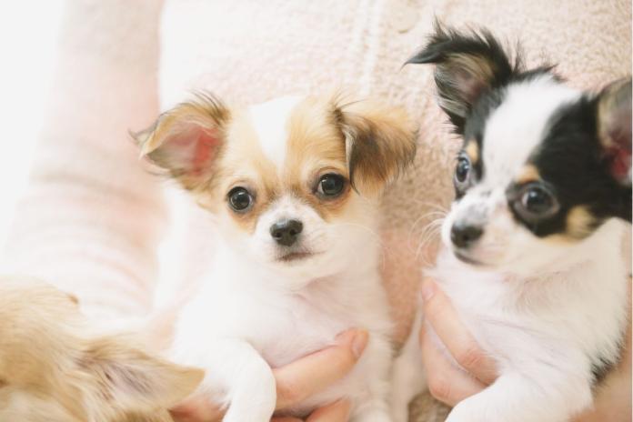 飼い主に抱かれる2頭のチワワ 飼い主に抱かれる2頭のチワワ