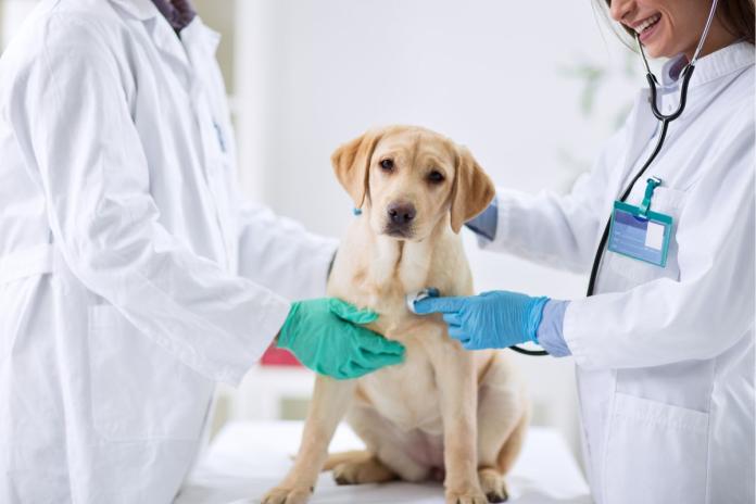 犬と医者 犬と医者